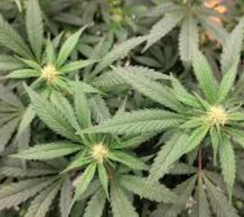 North Dakota’s Path to Legalization: Advocates Rally for Cannabis Reform on the Ballot