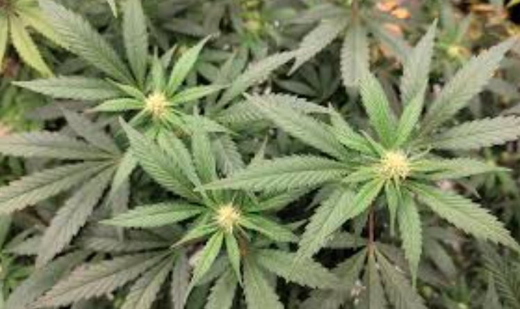 North Dakota cannabis reform ballot