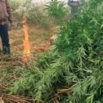 Odisha police cannabis crackdown