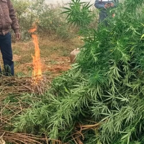 Odisha’s Major Crackdown: Cannabis Worth Rs 49 Crore Seized