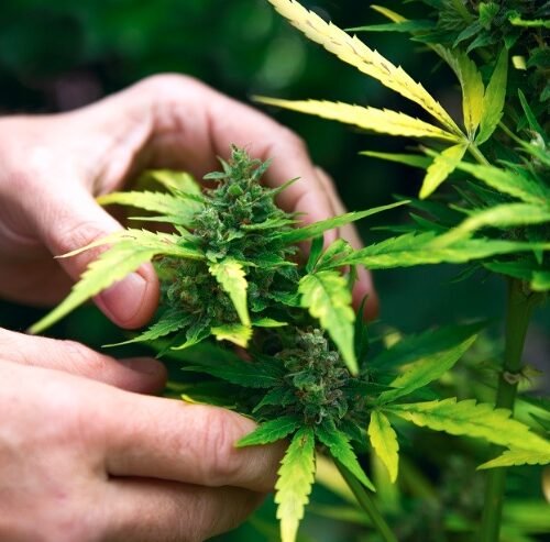 Pakistan’s Green Rush: Cannabis Regulation and Economic Aspirations