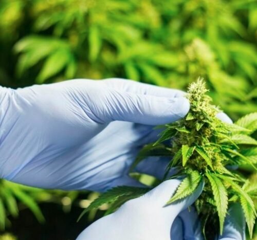 Paul McCarthy: Steering C3 Towards New Horizons