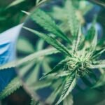 Utah medical cannabis study