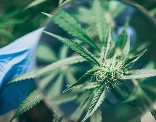 Unregulated Sources: The Go-To for Utah’s Medical Cannabis Patients