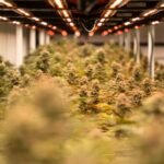 Virginia legislative cannabis debate