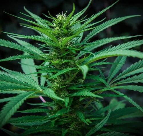 A Hazy Outlook: Aurora Cannabis Inc’s Stock Dips Amid Market Challenges