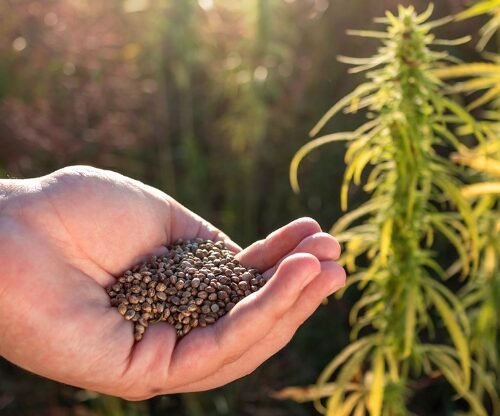 Germany Legalizes Personal Cannabis Use: A Tipping Point for Europe