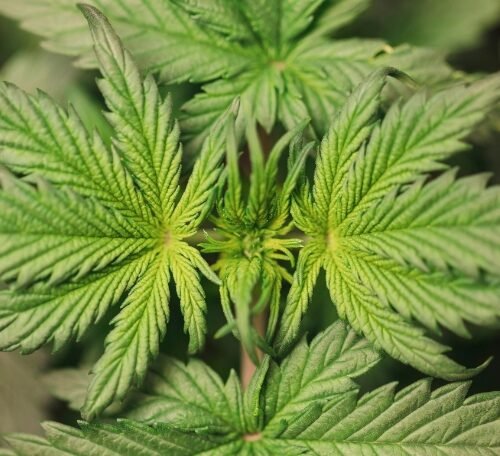 Germany Legalizes Personal Cannabis Use: A Tipping Point for Europe
