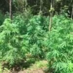 cannabis plant field