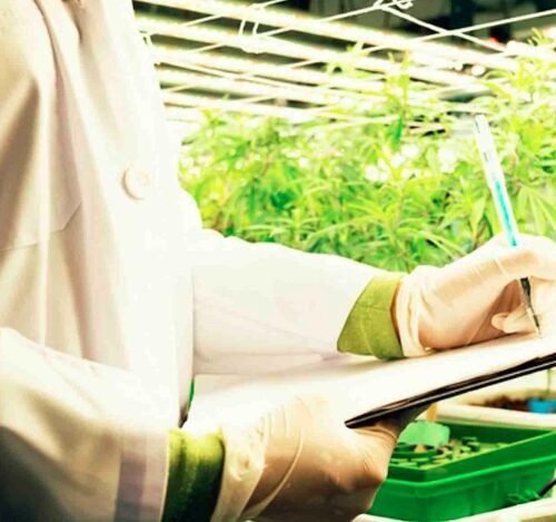 Navigating the Green Tide: The Rise of Hemp Product Restrictions