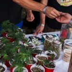 michigan cannabis competition celebration