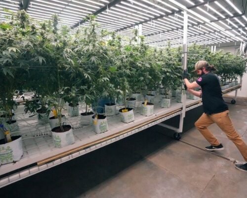 A New Leaf: DEA’s Historic Reclassification of Cannabis