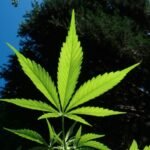 Green Light for Green Leaves: DEA Reclassifies Cannabis, Unlocks New Potential