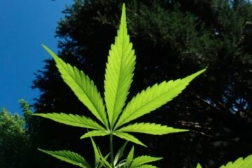 Green Light for Green Leaves: DEA Reclassifies Cannabis, Unlocks New Potential