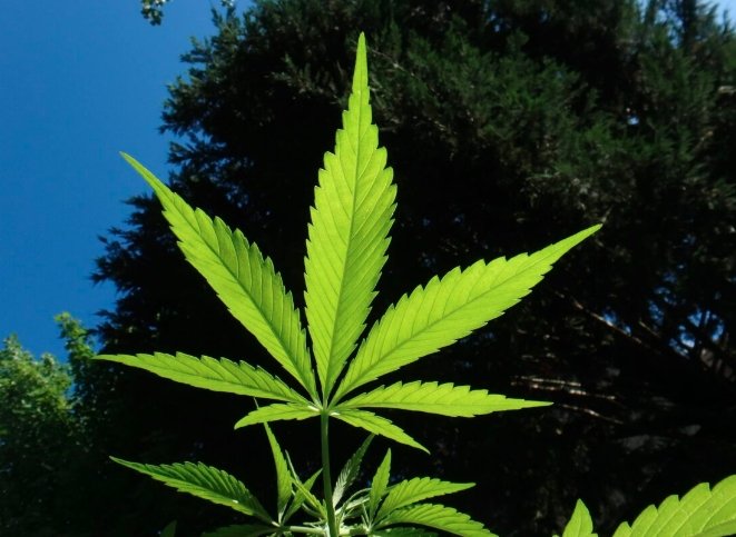 DEA cannabis policy reform