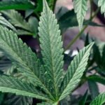 Historic Shift: U.S. Moves to Reclassify Marijuana, Easing Restrictions