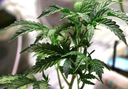 A Budding Future: Cannabis Stocks Skyrocket as DEA Eases Restrictions