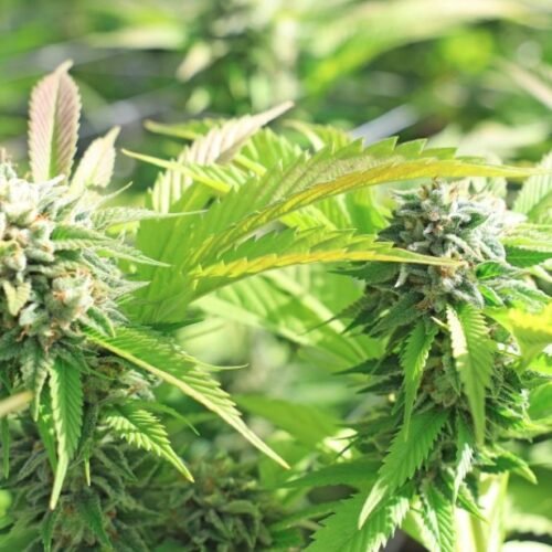 Alabama’s Pivotal Moment: The Push for Medical Cannabis Licensing Resolution