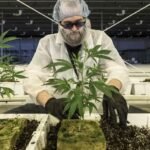 Aurora Cannabis financial report