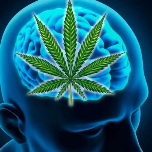 Cannabis and the Brain: Unraveling the Long-Term Effects