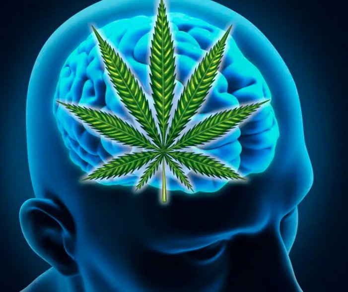 Brain and cannabis