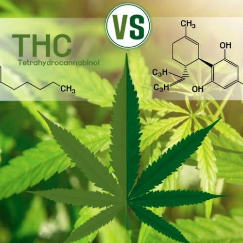 CBD vs. THC: Exploring the Differences and Potential Benefits