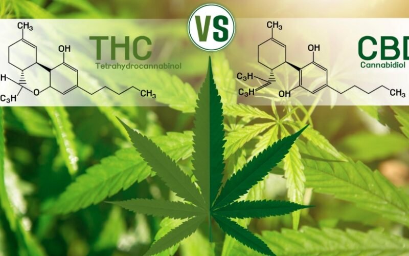 CBD vs. THC