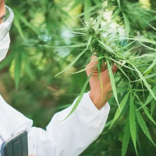 Division of Cannabis Control Provides Critical Update