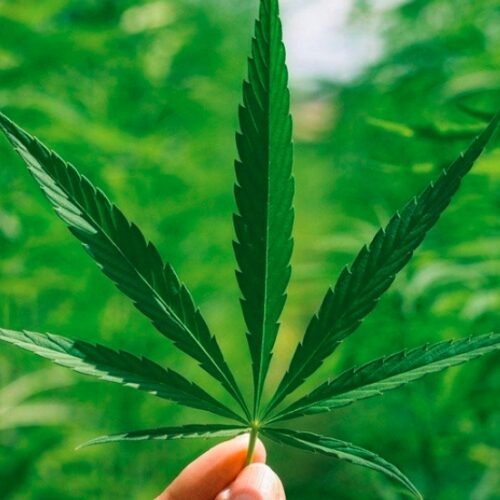 Unveiling the Synergy: THC and D-Limonene’s Role in Cannabis Therapy