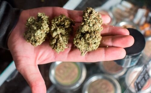 Cannabis Use Tied to Increased Risk of Severe COVID