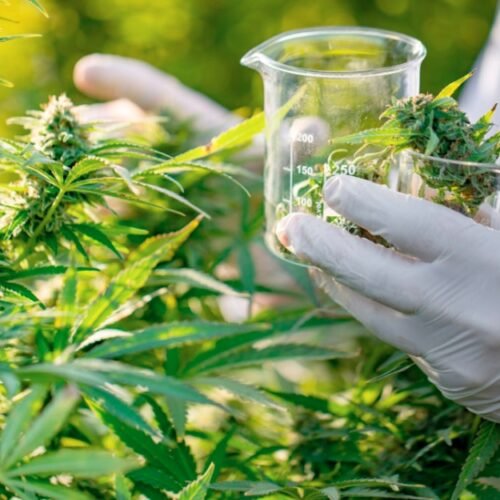 South Africa Legalizes Cannabis for Private Cultivation: A Step Toward Reform