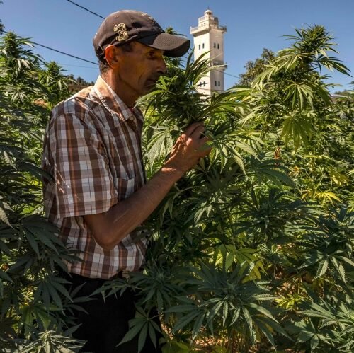 Morocco’s Ambitious Cannabis Project Aims for Economic Growth