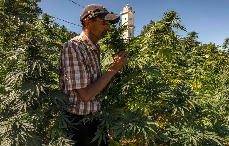 Cannabis cultivation in Morocco