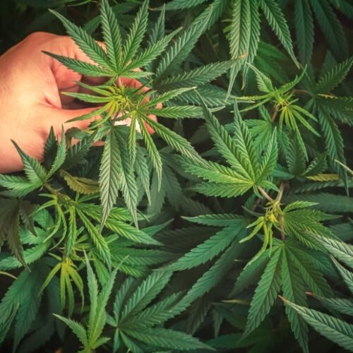 Cannabis Use Associated With Higher Risk of Severe COVID-19