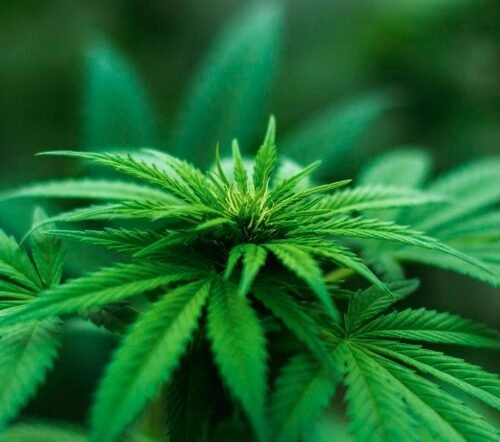 Why Replacing Alcohol with Weed Is a Growing Trend in the US