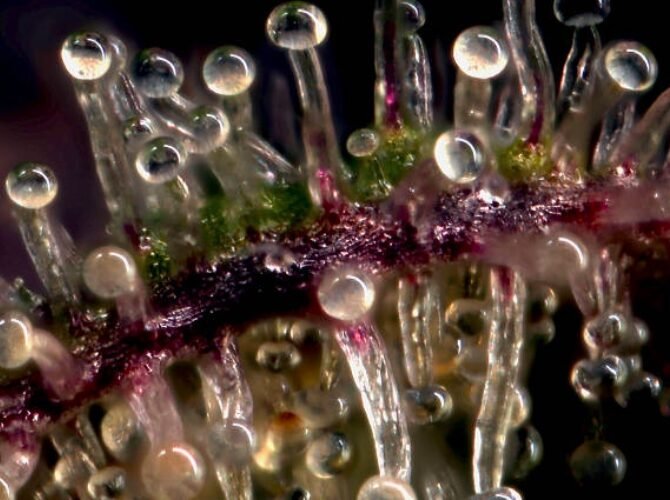 Cannabis leaves close-up