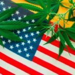 Cannabis leaves in Pennsylvania flag colors