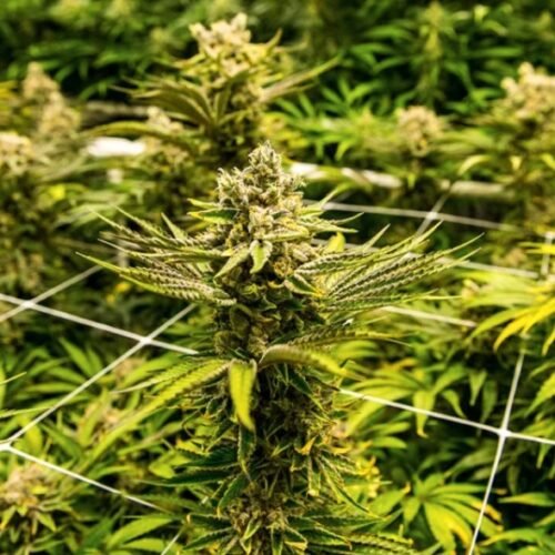 Thailand Plans to Recriminalize Cannabis: Public Health Minister’s Decision