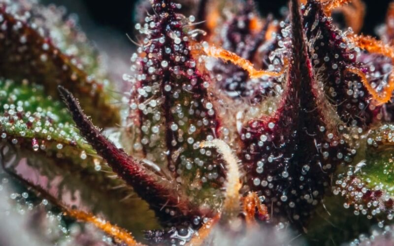 Cannabis plant close-up