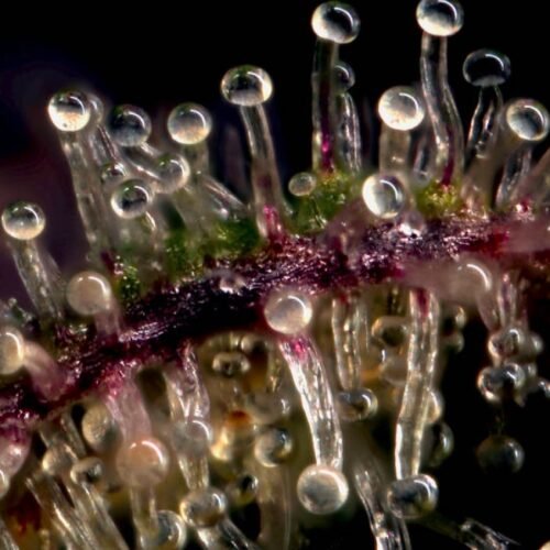 A Better Way of Measuring THC in Cannabis