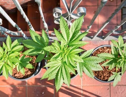 UK Man Faces Legal Trouble for Growing Suspected Cannabis Plants in Home Garden