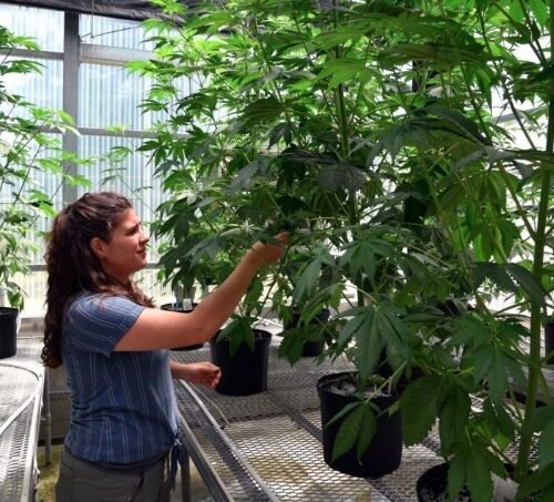 Aurora Cannabis Falls Short of Revenue Target, Stock Drops