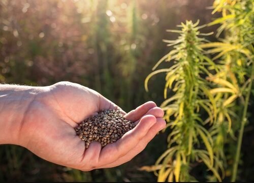 Man Arrested for Growing Cannabis Plants in Mandamarri