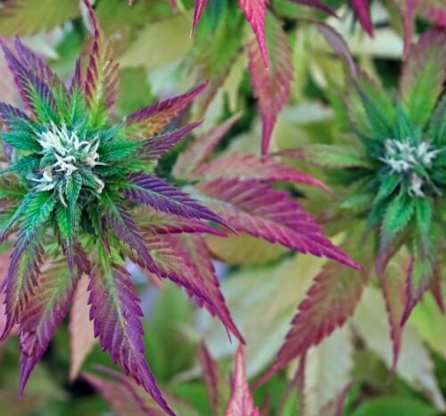 California State Fair 2024 to Feature Cannabis Exhibit: A Celebration of California’s Cannabis Industry