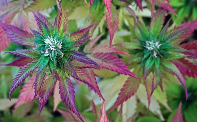 Cannabis plants in California flag colors