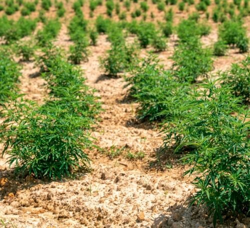 Minnesota to Issue First Cannabis Business Licenses: A Headstart for Entrepreneurs