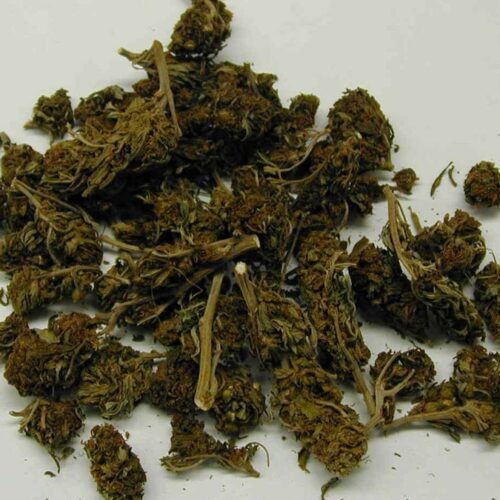 15 Cannabis Plants Seized in Tirupattur: Authorities Crack Down on Illegal Cultivation