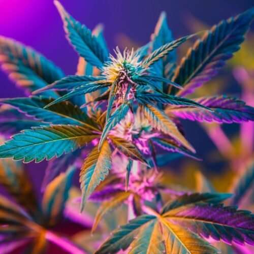 Insights and Achievements in Cannabis Science: Dr. Ethan Russo Discusses Dr. Raphael Mechoulam’s Legacy