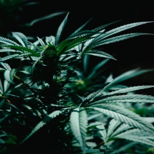 Community Uproar: DC’s Legal Battle Over Cannabis Dispensaries