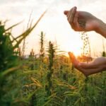 Farm Bill Cannabis Regulation Debate